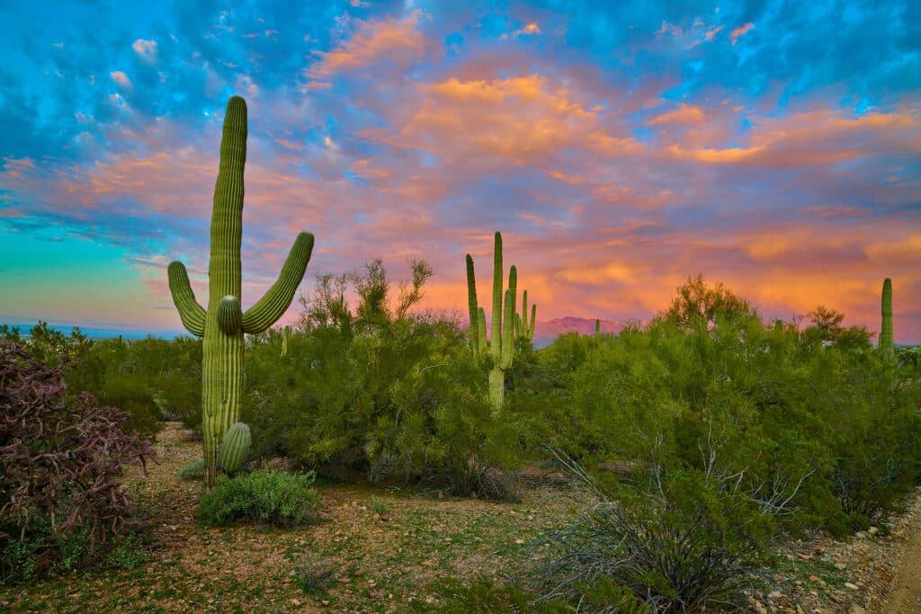 Apollo Destinations The Splendors Of Arizona's Colorful Desert 3