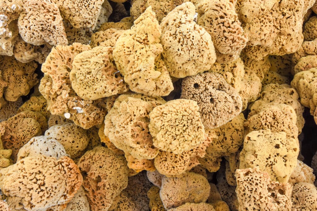 Group of natural sea sponges from Tarpon Springs, Florida